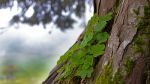 Tréboles árbol del Camino del Norte