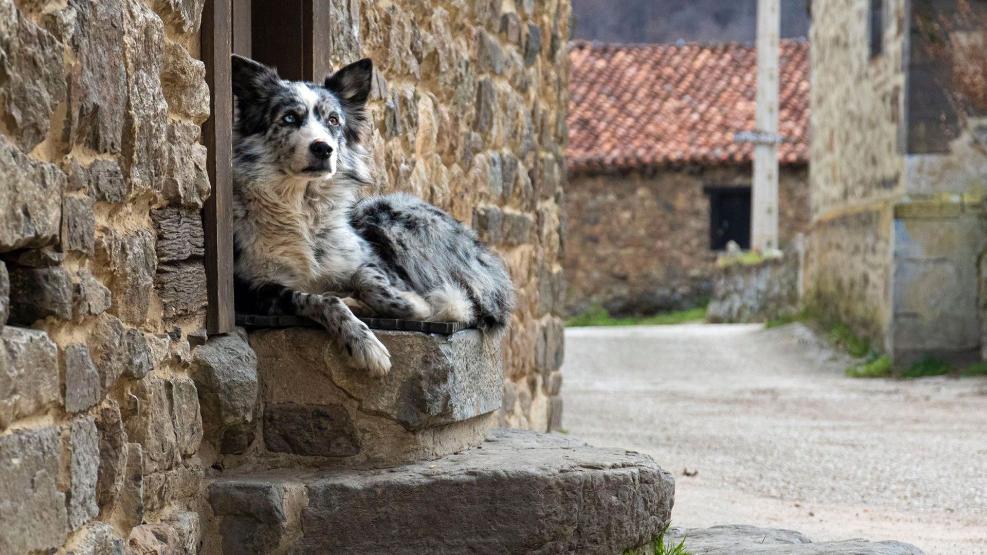 Perro Camino Lebaniego