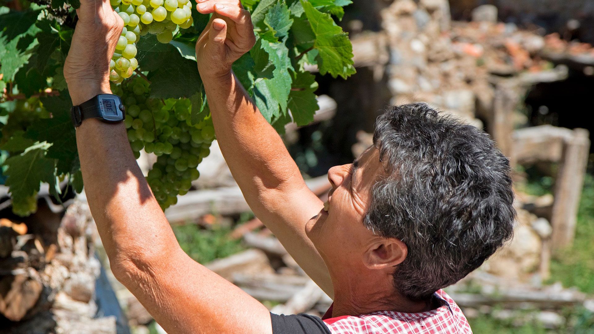 Señora recogiendo uvas