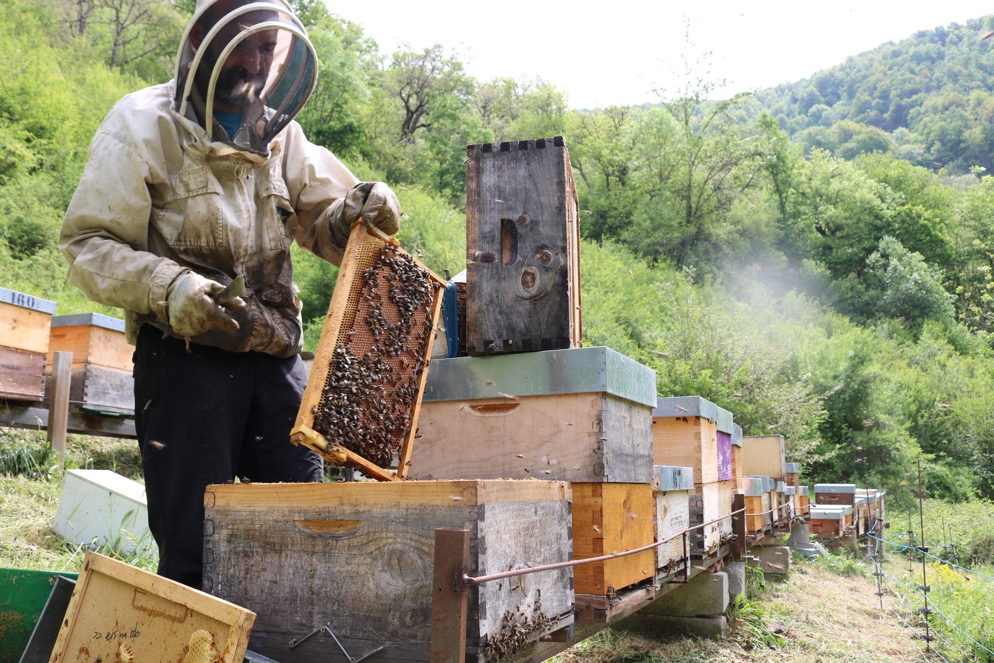 4.20colmenares20de20vendejo