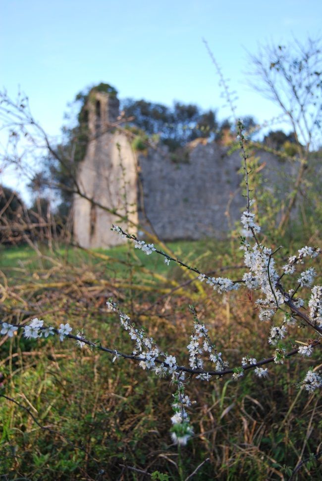 Naturaleza Camino Lebaniego