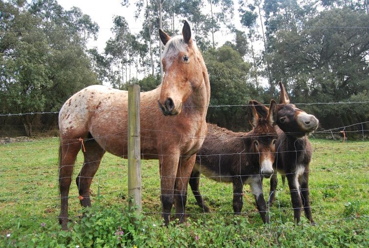 Caballo y Burros Camino del Norte